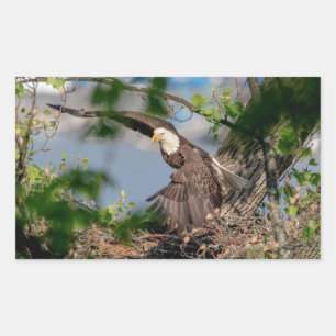 Adesivo Retangular Bald Eagle deixando o ninho