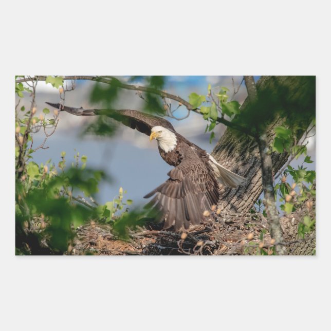 Adesivo Retangular Bald Eagle deixando o ninho (Frente)