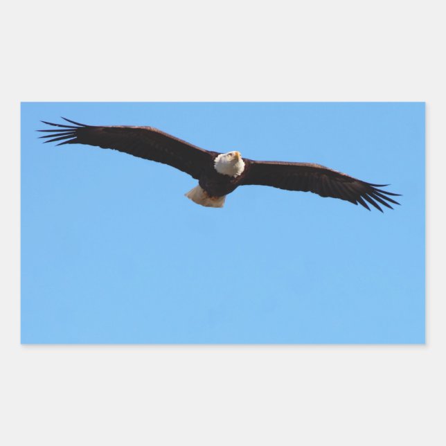 Adesivo Retangular Bald Eagle em Voo (Frente)