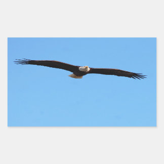 Adesivo Retangular Bald Eagle em Voo