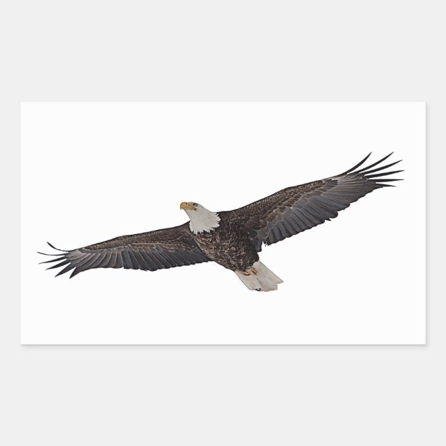 Adesivo Retangular Bald Eagle Soaring (Frente)