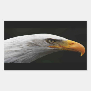 Adesivo Retangular Bald Eagle stcn