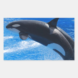 Adesivo Retangular Baleia de salto da orca