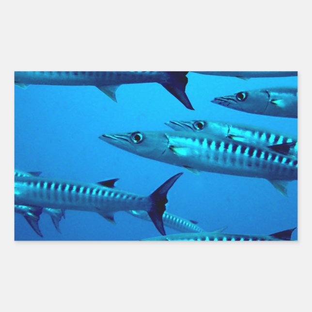 Adesivo Retangular barracuda mergulho mar profundo água oceano tropic (Frente)