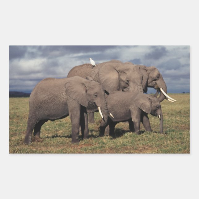 Adesivo Retangular Bebê Elefante Africano com família (Frente)