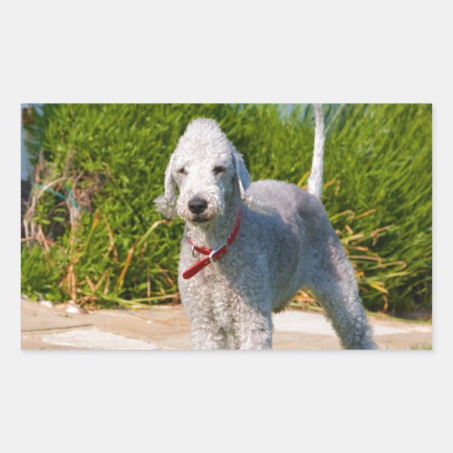 Adesivo Retangular bedlington-terrier-cheio.png (Frente)