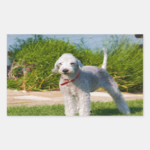 Adesivo Retangular bedlington-terrier-full.png