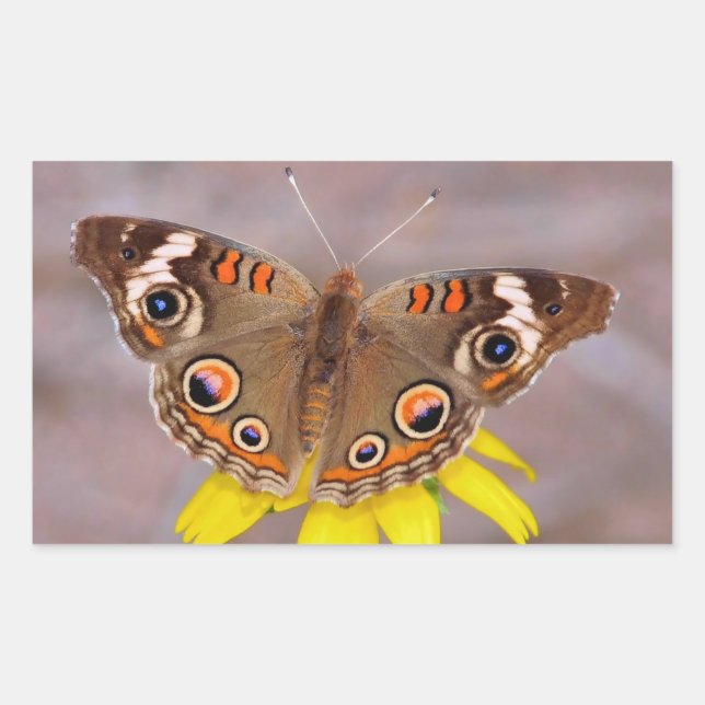 Adesivo Retangular Bela borboleta na Flor Amarela (Frente)
