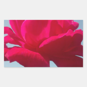 Adesivo Retangular Bela Rosa Celestial Encantadora Vermelha Contra o 
