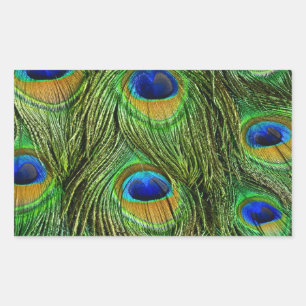Adesivo Retangular Belo Penas de Peacock