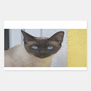 Adesivo Retangular Belo Ponto de Selo Gato Siamês