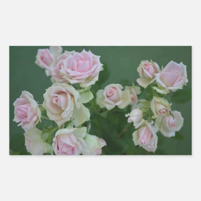 Adesivo Retangular Belos rosas de jardim de rosas claro (Frente)