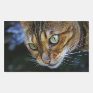 Adesivo Retangular Bengala Cat