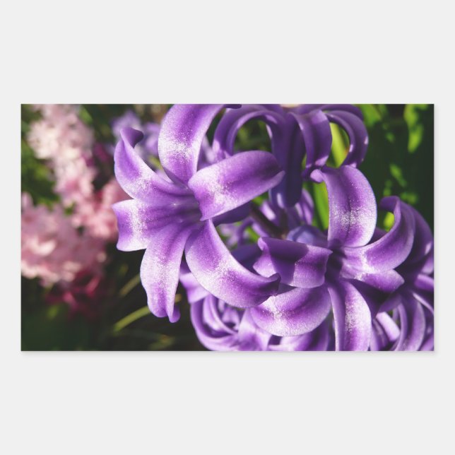 Adesivo Retangular Blue Hyacinth I Primavera Floral (Frente)