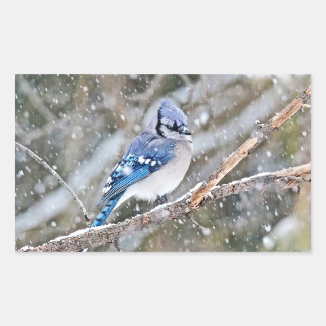 Adesivo Retangular Blue Jay em uma tempestade de neve (Frente)