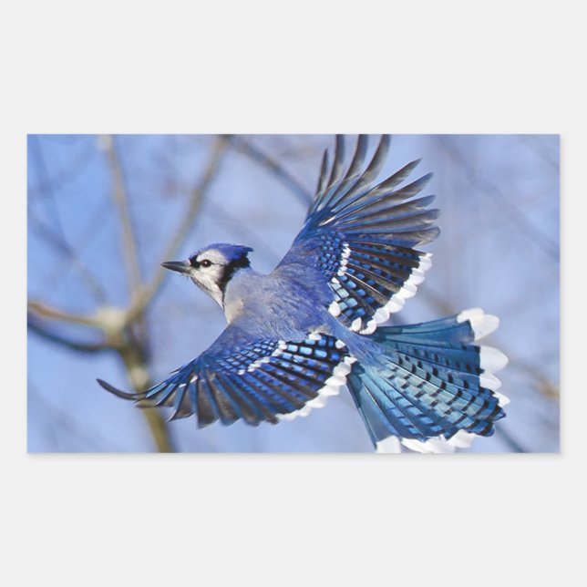 Adesivo Retangular Blue Jay in Flight Sticker (Frente)