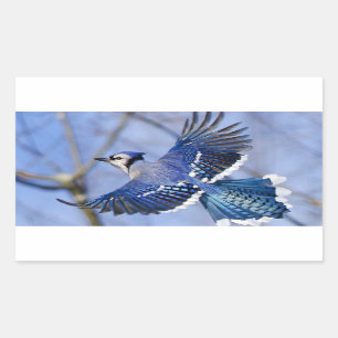 Adesivo Retangular Blue Jay in Flight Sticker