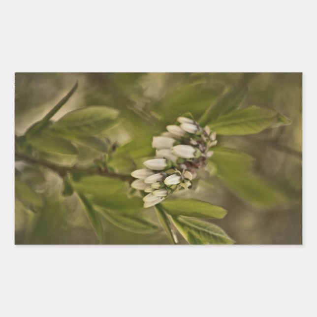 Adesivo Retangular Blueberry 585 (Frente)