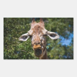 Adesivo Retangular Bobo Giarffe