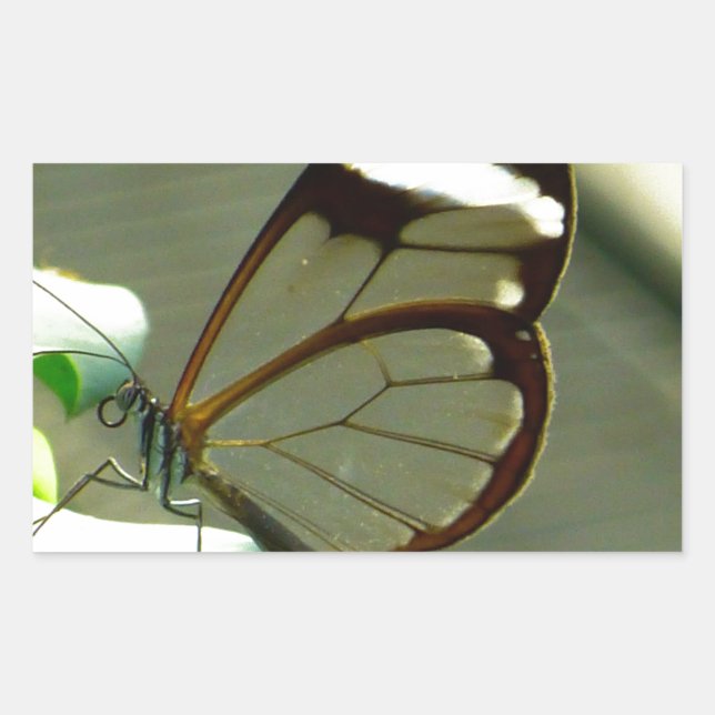 Adesivo Retangular Borboleta-branca-castanha e borboleta-branca-trans (Frente)