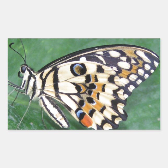 Adesivo Retangular Borboleta branca e preta amarela na folha (Frente)