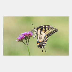 Adesivo Retangular Borboleta do Swallowtail do Tigre Oriental