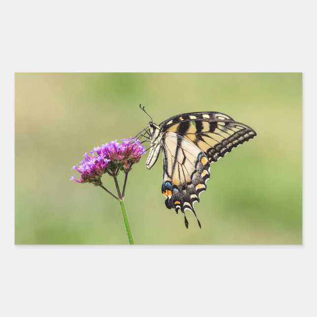 Adesivo Retangular Borboleta do Swallowtail do Tigre Oriental (Frente)
