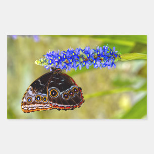 Adesivo Retangular Borboleta morfo azul em uma orquídea marsh