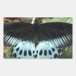 Adesivo Retangular Borboleta Mórmon Iridescente Azul