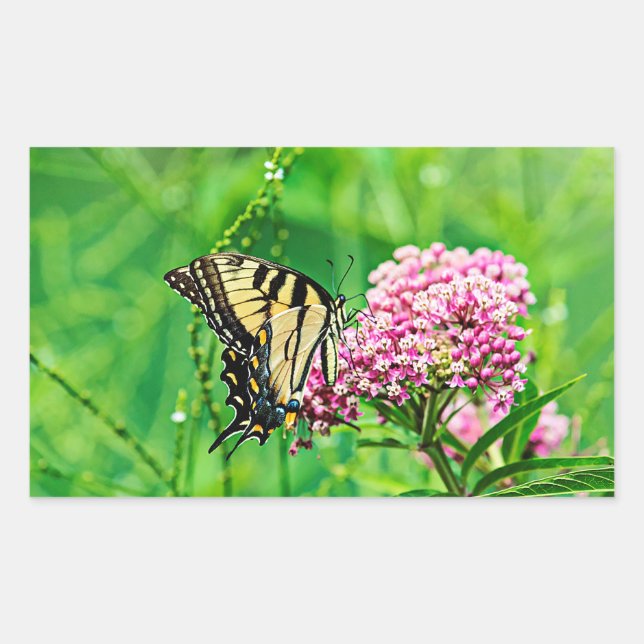 Adesivo Retangular Borboleta oriental de Swallowtail do tigre (Frente)