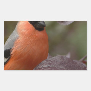 Adesivo Retangular Bull Finch