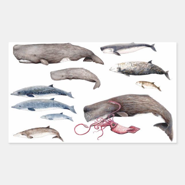 Adesivo Retangular Cachalote y zifios: Ballenas de las profundidades (Frente)
