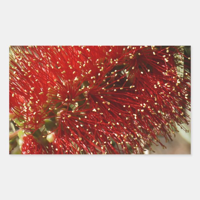 ADESIVO RETANGULAR CALLISTEMON RED BOTTLE BRUSH TREE FLOWER AUSTRÁLIA (Frente)