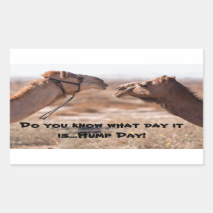 Adesivo Retangular Camelos Hump Day