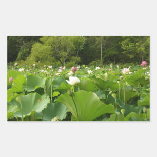 Adesivo Retangular Campo de Flores de Lotus no Jardim de Verão
