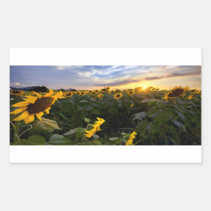 Adesivo Retangular Campo de Sunflower Blooming