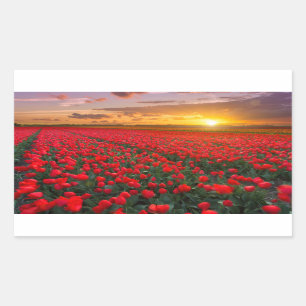 Adesivo Retangular Campos da tulipa no por do sol nos Países Baixos