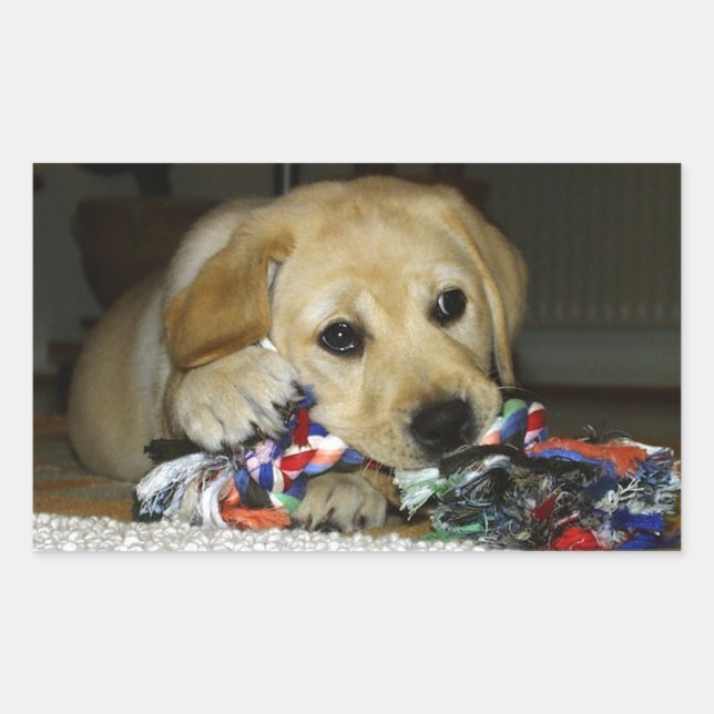 Adesivo Retangular Cãozinho amarelo LR com brinquedo (Frente)