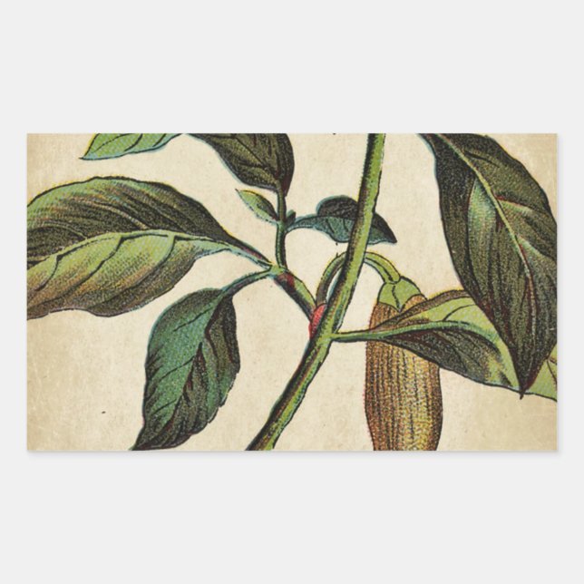 Adesivo Retangular Capsicum Annuum Bell Pepper (Frente)