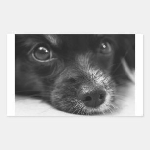 Adesivo Retangular cara do papillon