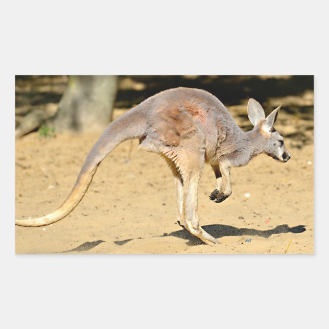 Adesivo Retangular Cartaz de cartaz ambulante kangourou Closeup poste (Frente)