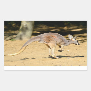 Adesivo Retangular Cartaz de cartaz ambulante kangourou Closeup poste