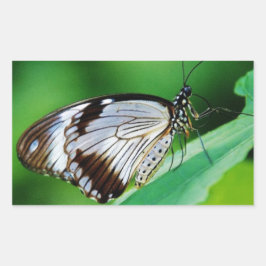Adesivo Retangular Castanho escuro e borboleta Cinza