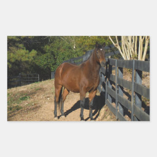 Adesivo Retangular Cavalo Marrom Contra uma Cerca