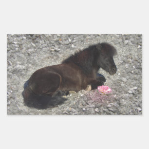 Adesivo Retangular cavalo pônei-sheteus