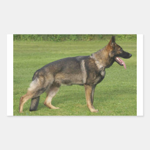 Adesivo Retangular Cheio de german shepherd