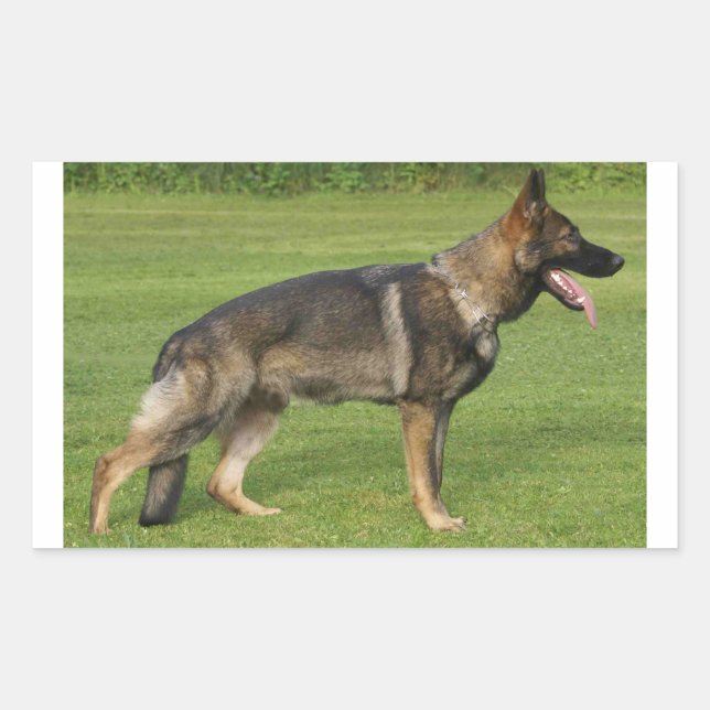 Adesivo Retangular Cheio de german shepherd (Frente)