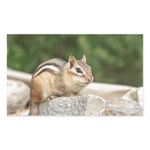 Chipmunk numa pedra