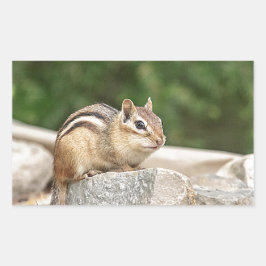Adesivo Retangular Chipmunk numa pedra