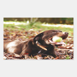Adesivo Retangular Chocolate Labrador Brincando Com Bola